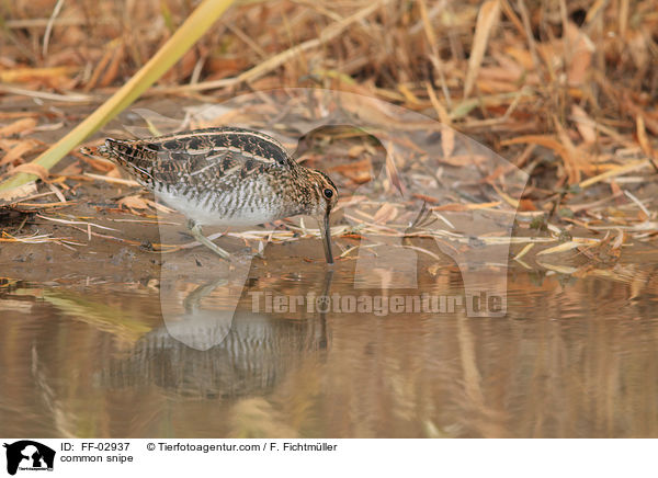 common snipe / FF-02937