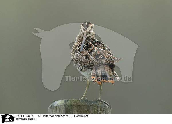 common snipe / FF-03699
