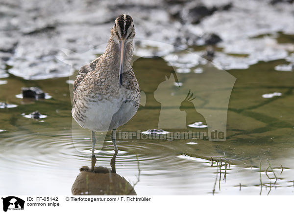 Bekassine / common snipe / FF-05142