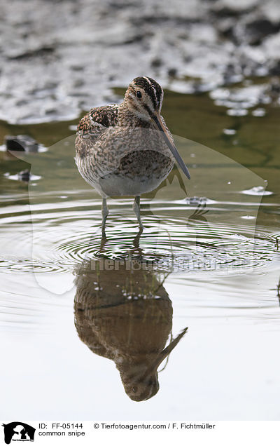 common snipe / FF-05144