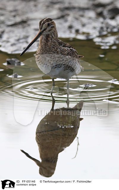 Bekassine / common snipe / FF-05146