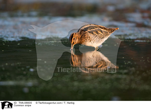 Common snipe / THA-06600