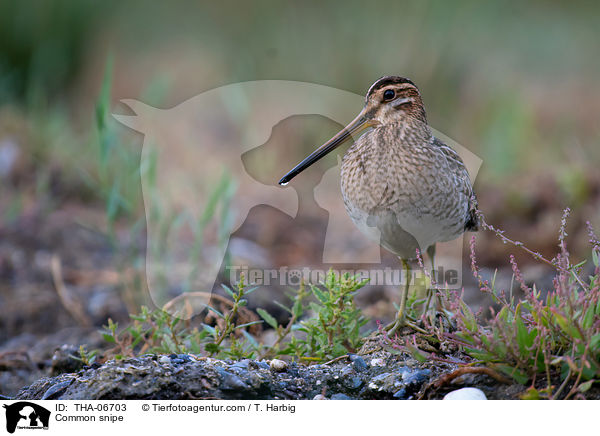 Common snipe / THA-06703