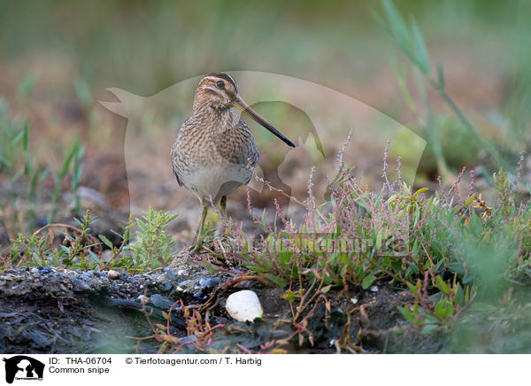 Common snipe / THA-06704