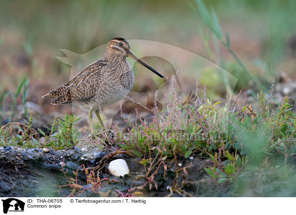 Common snipe / THA-06705