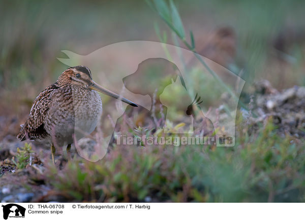 Bekassine / Common snipe / THA-06708