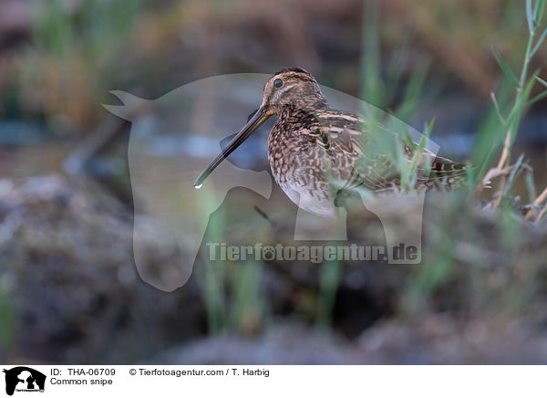 Bekassine / Common snipe / THA-06709