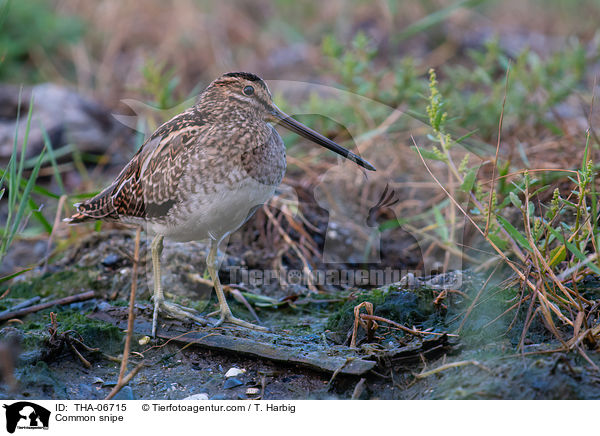 Bekassine / Common snipe / THA-06715