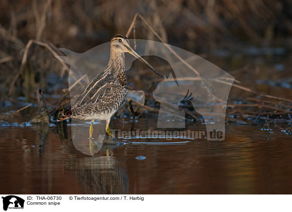 Common snipe / THA-06730