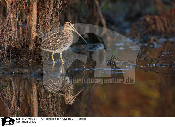 Common snipe / THA-06734