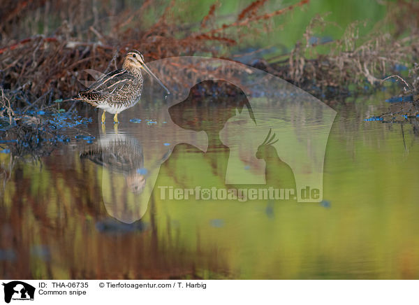 Common snipe / THA-06735