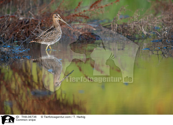 Common snipe / THA-06736