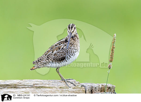 Bekassine / Common Snipe / MBS-24191