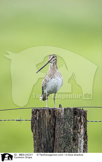 Common Snipe / MBS-24231