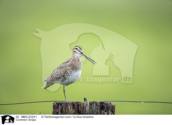 Common Snipe / MBS-24241