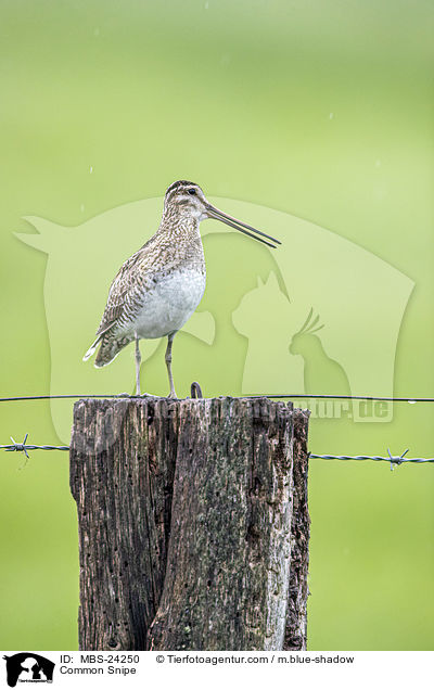 Common Snipe / MBS-24250