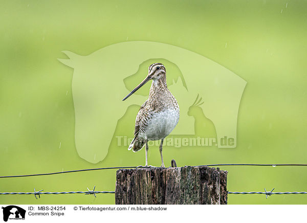 Common Snipe / MBS-24254