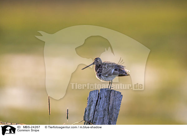 Common Snipe / MBS-24267