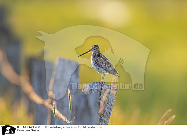 Common Snipe / MBS-24268