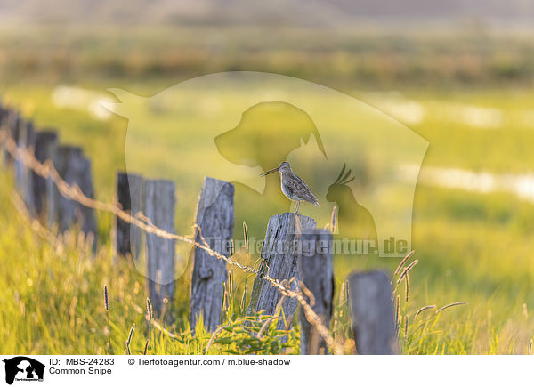 Bekassine / Common Snipe / MBS-24283