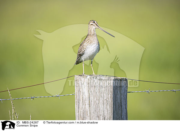 Common Snipe / MBS-24287