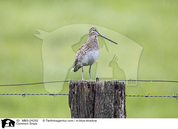 Common Snipe / MBS-24292