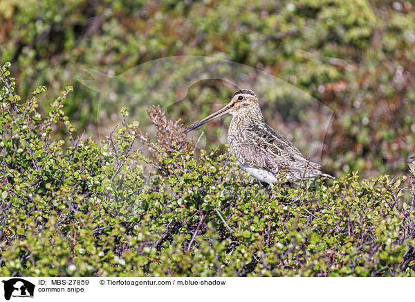 common snipe / MBS-27859