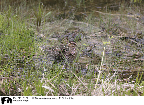 common snipe / FF-15150