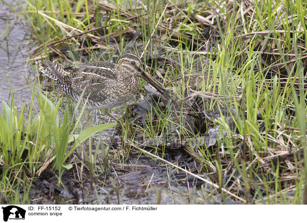 Bekassine / common snipe / FF-15152