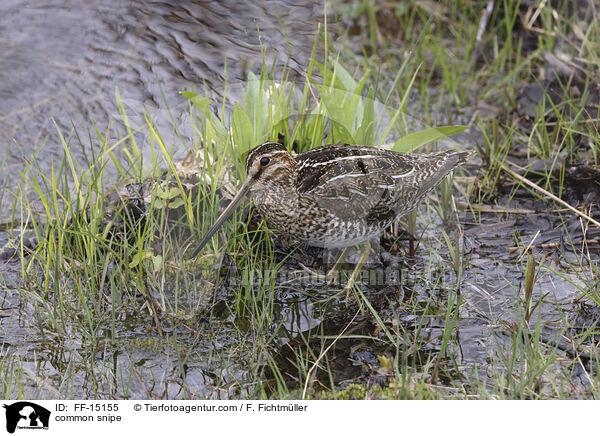 common snipe / FF-15155