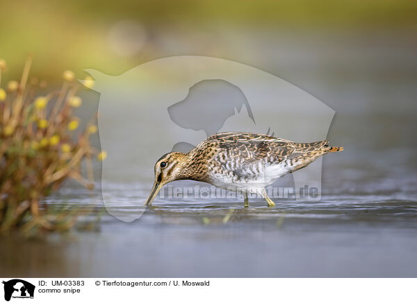 commo snipe / UM-03383