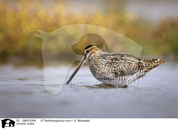 commo snipe / UM-03384