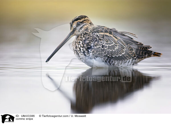 commo snipe / UM-03386