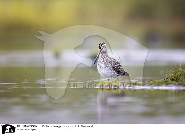 Bekassine / commo snipe / UM-03387