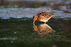 Common snipe