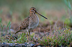 Common snipe