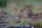 Common snipe