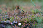 Common snipe