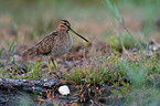 Common snipe