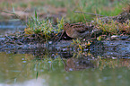 Common snipe
