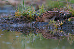 Common snipe