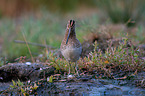 Common snipe