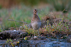 Common snipe