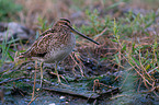 Common snipe