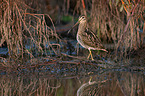 Common snipe