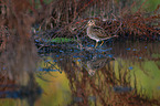 Common snipe