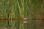 Common snipe
