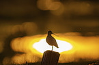 Common Snipe
