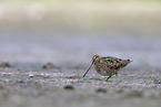 common snipe