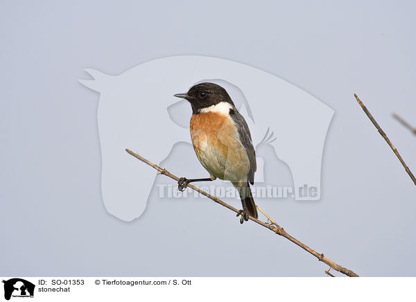 Schwarzkehlchen / stonechat / SO-01353